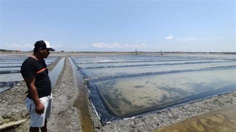 Petani Garam Gagal Panen Dan Merugi Hingga Ratusan Juta Rupiah