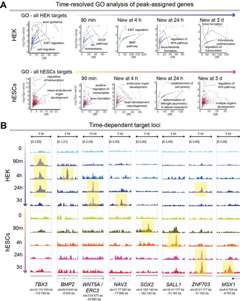 Figure S2 B Catenin Target Genes Change Along Wnt Activation Time A