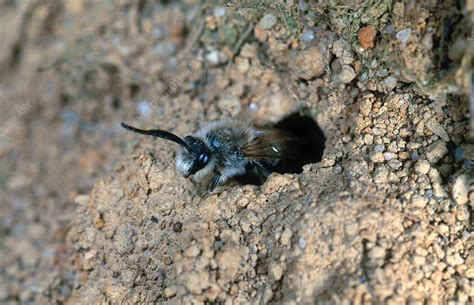 Solitary Bee Stock Image Z3450815 Science Photo Library