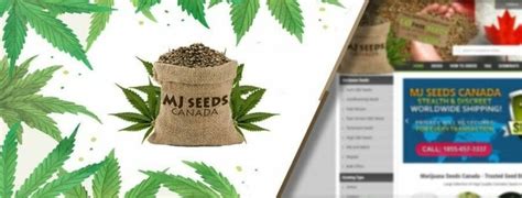 Best Seed Banks That Ship Cannabis Seeds Discreetly To You Free Us