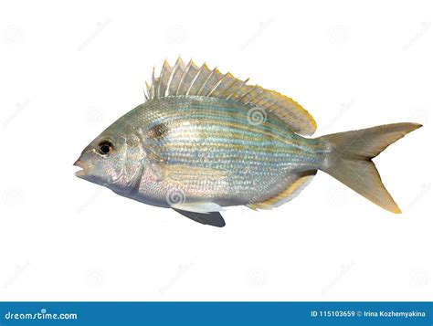 The Pinfish, Lagodon Rhomboides, is a Saltwater Fish of the Spa Stock ...