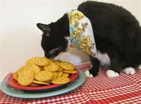 Can Cats Eat Crackers Friendly Claws