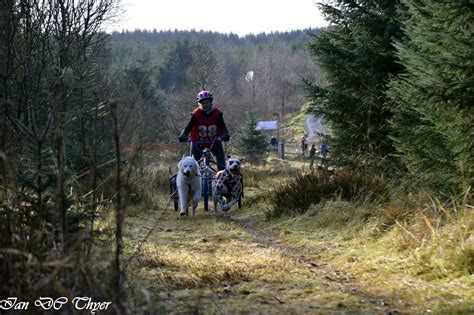 Working Dalmatians And Ced Canadian Eskimo Dogs Koroyza Kennel Uk