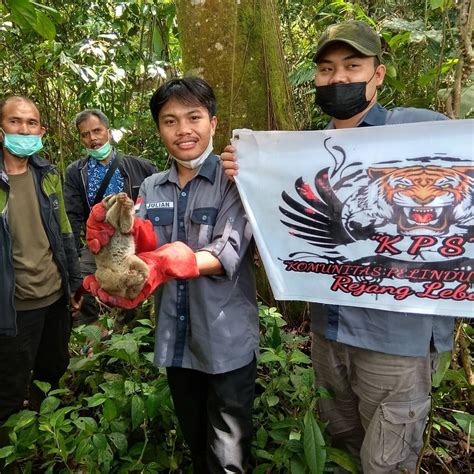 Bksda Bengkulu Lepasliarkan Kukang Ke Habitatnya Kukangku