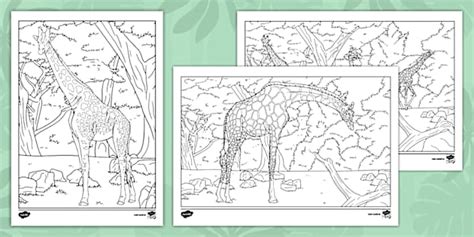 Giraffe Colouring Pages Lehrer Gemacht Twinkl