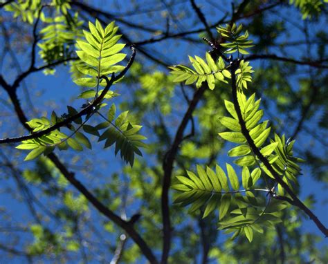 Why Build a Woodlot Cooperative? — Western Woodlot Services Cooperative