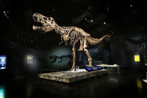 Tyrannosaurus Rex Was No Senseless Killer National Museums Scotland Blog