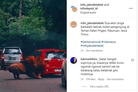 Mobil Ditabrak Singa Di Taman Safari Korban Enggan Berdamai Dengan Singa