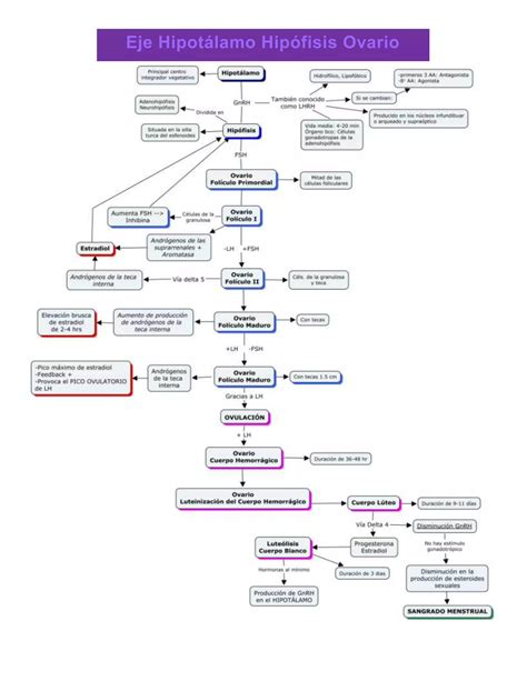 Mapa conceptual eje hipotalamo hipófisis ovario terminado PDF