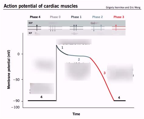 Diagram Of Action Potential Of Cardiac Muscles Quizlet