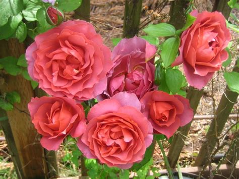 Best Images About Hot Cocoa Roses On Pinterest Rose Petals Plants And Garden Roses