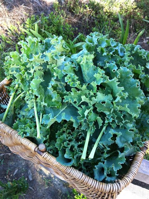 Baby Kale 150g Delightfully Fresh Organics