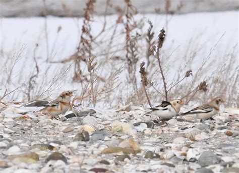 10 Winter Birds in Michigan - Bird Feeder Hub