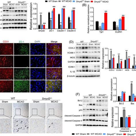 Smyd2 Knockdown Reduces Apoptosis And The Inflammatory Response Wt And