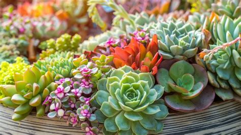 Estas Son Las Plantas De Exterior Más Resistentes Que Casi No Necesitan