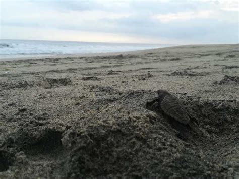 Puerto Escondido Turtle Release And Bioluminescent Plankton Getyourguide