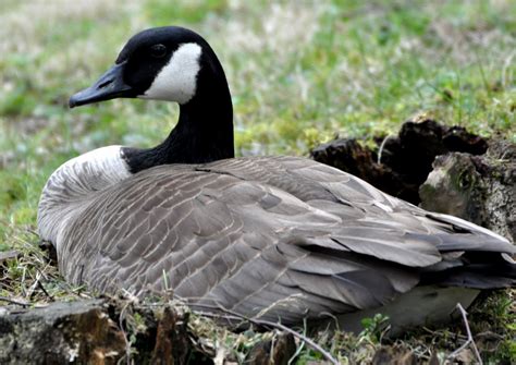 Red-shouldered Hawks of Tingsgrove and Beyond: The Male Goose Came