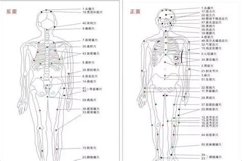 穴位超记忆 半个小时搞定100个附十四经络动态图 知乎