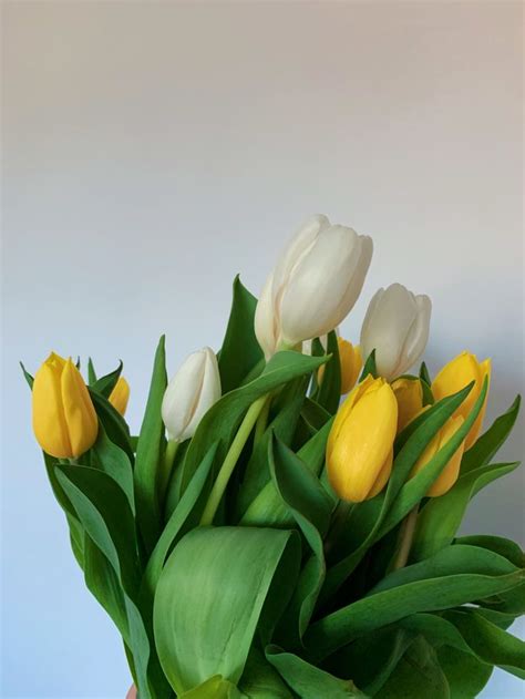Tulips | Желтые тюльпаны, Тюльпаны, Белые вазы