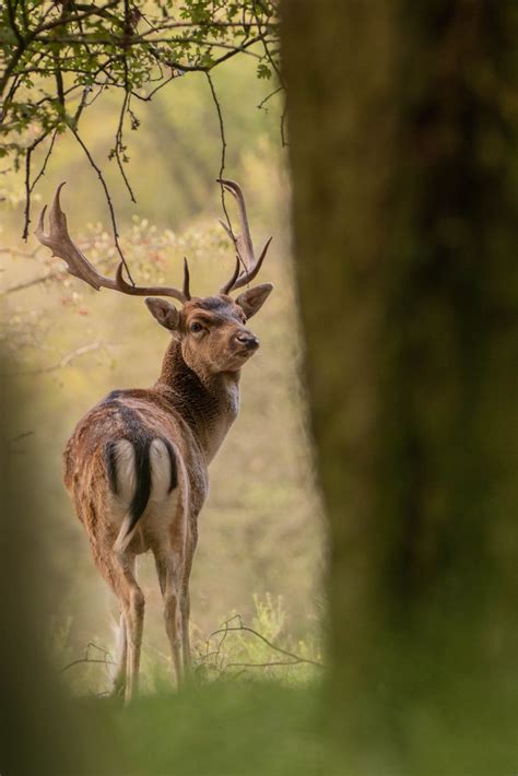 Damhert Fallow Deer Kars Klein Wolterink Flickr