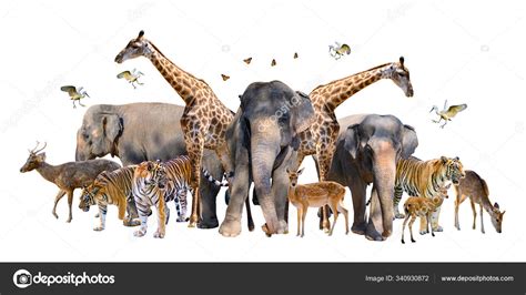 All Animals Together Photo