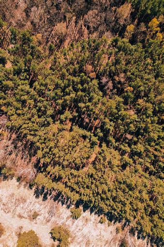 Pemandangan Udara Dari Puncak Pohon Hutan Tampak Atas Drone Ditembak Di ...