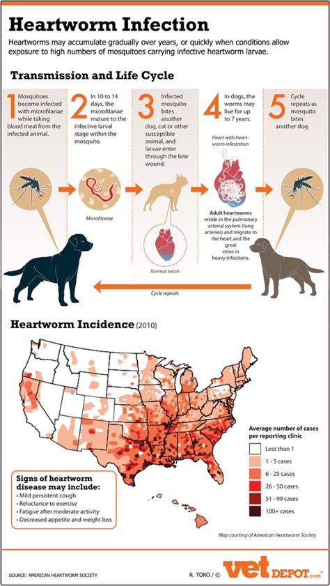 The Dangers Of Heartworm Infection Infographic Life With Dogs