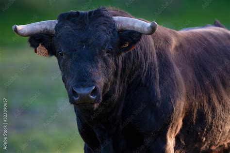 Spanish fighting bull Stock Photo | Adobe Stock