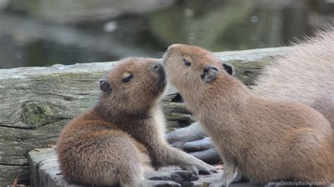 Baby Capybara Wallpapers Top Free Baby Capybara Backgrounds