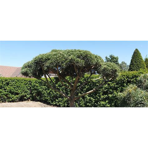 Pinus Sylvestris Topiary Majestic Trees