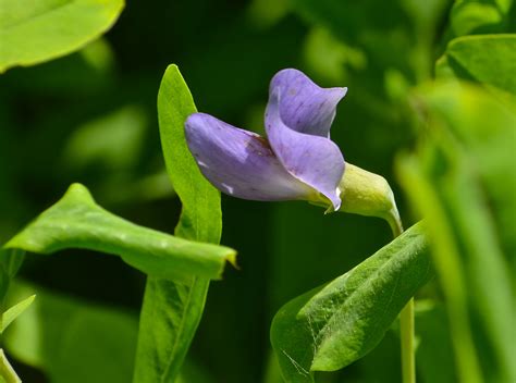 Blue False Indigo - Watching for WildflowersWatching for Wildflowers