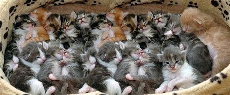 how many kittens can a cat have in one litter - Lauryn Dockery