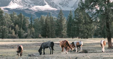 5 Native American Horse Breeds | Your Horse Farm