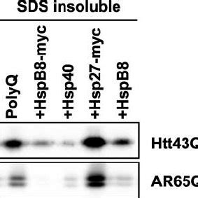 Effect Of Hspb Expression On The Mutated Androgen Receptor Ar Q