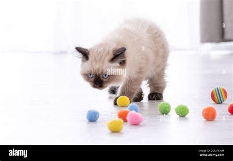 Kitten Ragdoll playing with toys Stock Photo - Alamy