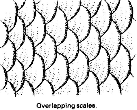 How To Draw Fish Scales - HOWTOCI