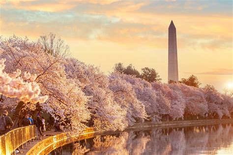 Cherry Blossom Festival Washington Dc Elaina Lurlene