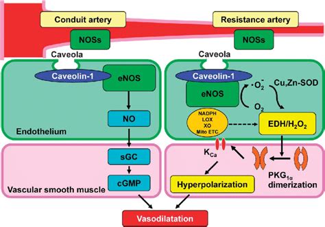 Diverse Roles Of Endothelial Nitric Oxide Synthases System In Large