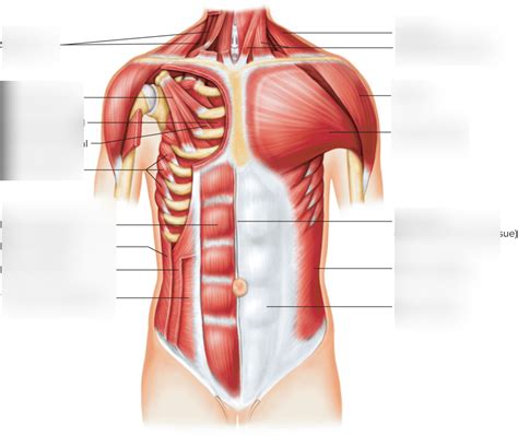 Major Muscles Of The Thoracic Anterior Labeling Diagram Quizlet