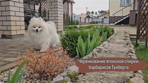 Черенкование японской спиреи, барбарисов Тунберга. 7 апреля 2024 г ...