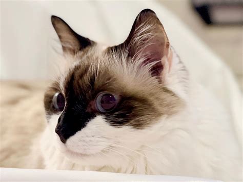 Ragdoll Cat Cost: What to Expect When you Own a Ragdoll Cat - The Crazy ...