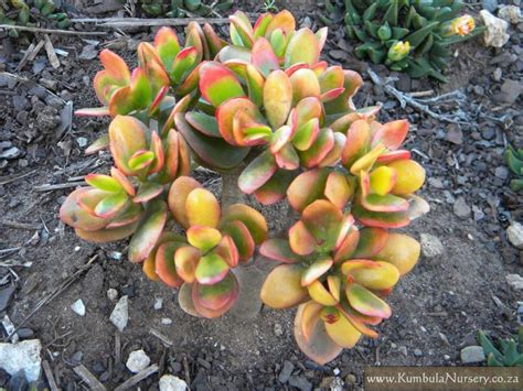 Crassula Ovata Cultivar Hummels Sunset Kumbula Indigenous Nursery