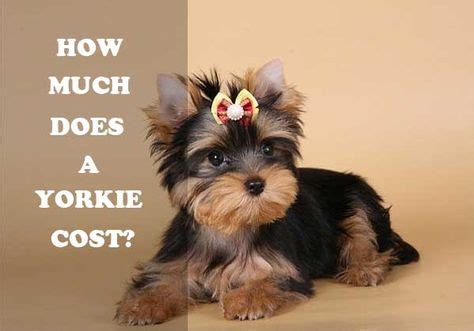 Yorkshire Terrier Price Range How Much Does A Yorkie Cost Yorkie