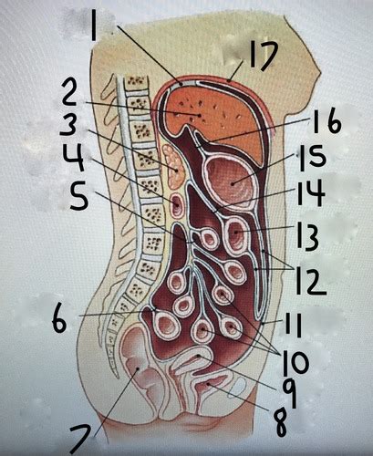 Abdominal Cavity And Peritoneum Flashcards Quizlet