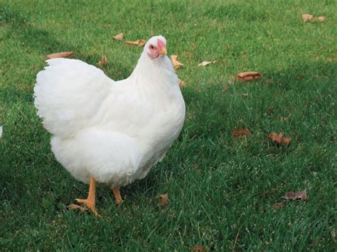 Whole Home News Wyandotte Chicken Breeds Barnyard Buddies