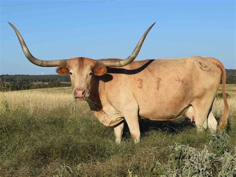 Rocking O Longhorns Texas Longhorn Cattle For Sale Austin Texas