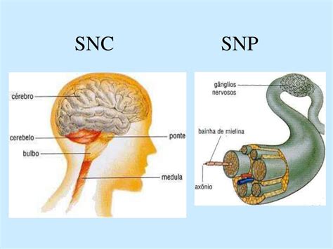 O Que S O G Nglios Nervosos Librain