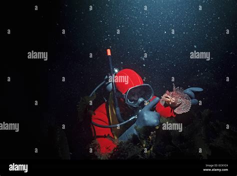Diver Examines Longhorn Sculpin Myoxocephalus Octodecimspinous New