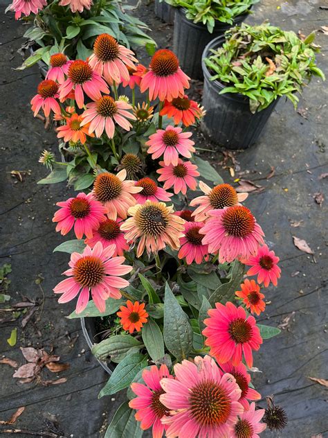 Echinacea Balsomcor Sombrero Hot Coral Coneflower Browns Nursery