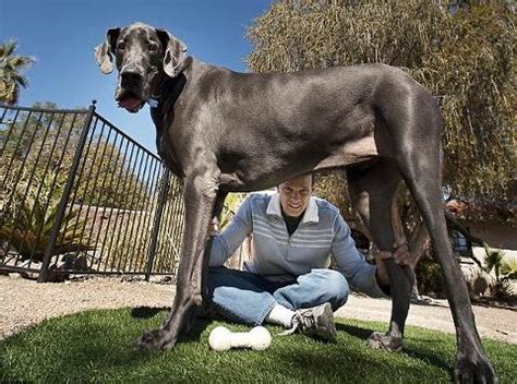 Guarda Le Foto Di Giant George Il Cane Pi Alto Del Mondo Entrato Nel